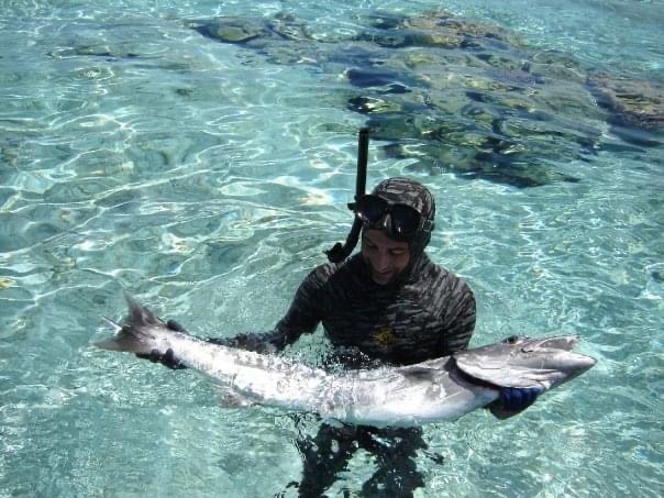 Barracuda in spearfishing, controlled catch