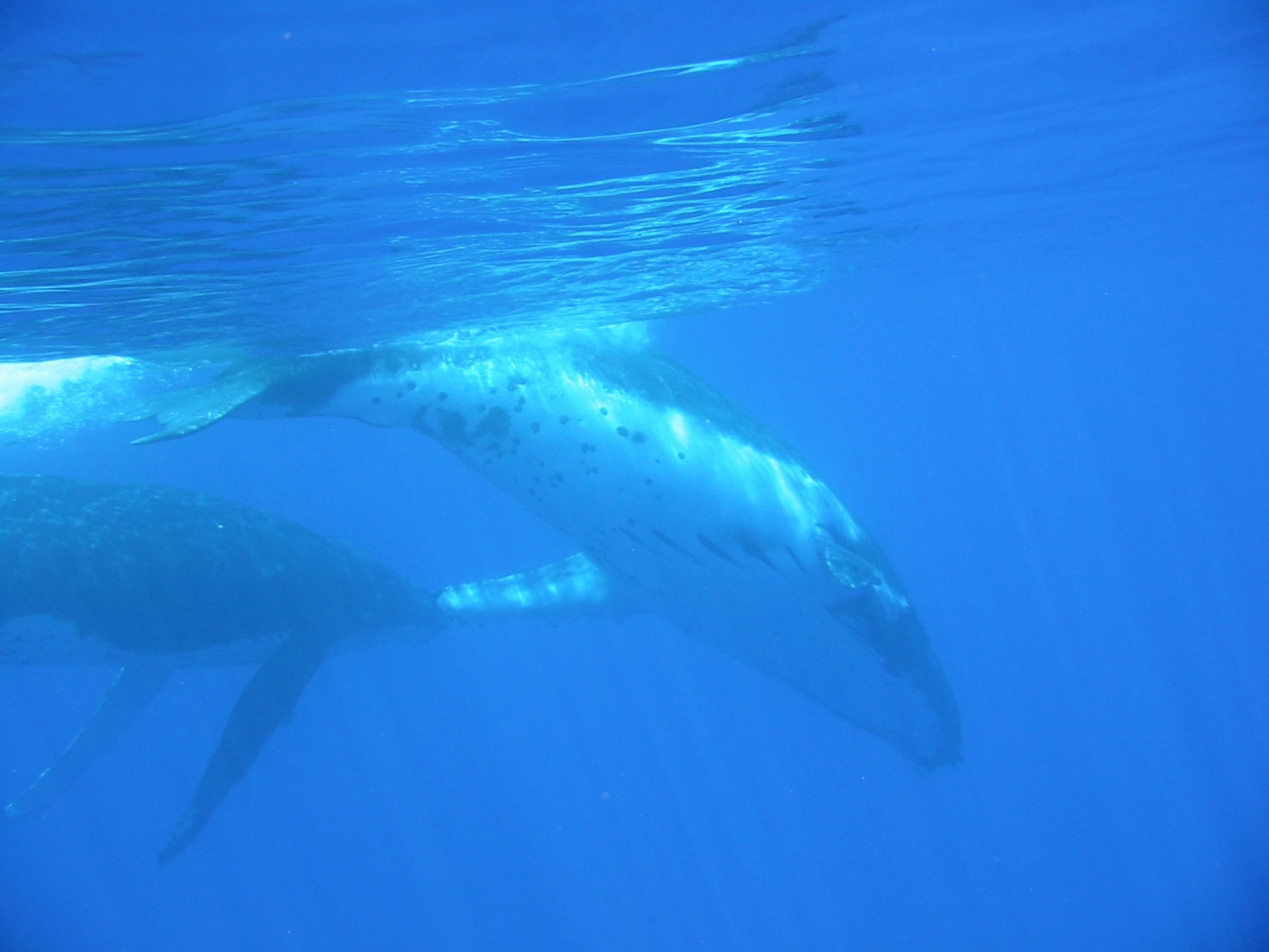 Freediving with whale, Pacific