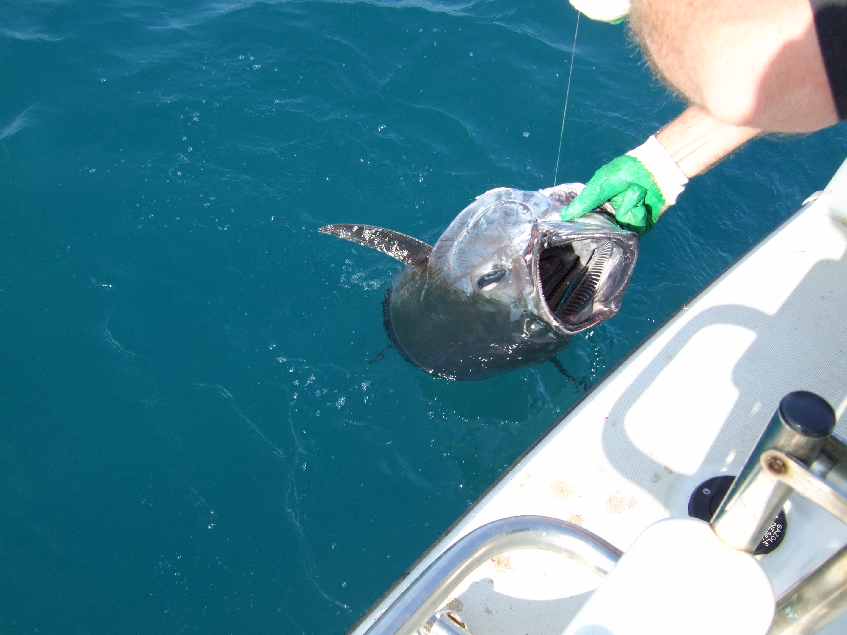 Catch and release in the Mediterranean, responsible approach