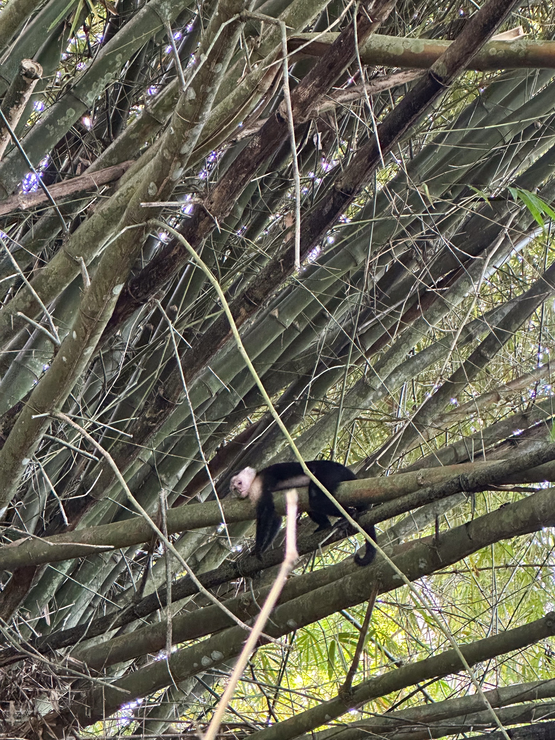 Capuchin monkeys in Panama, tropical forest biodiversity