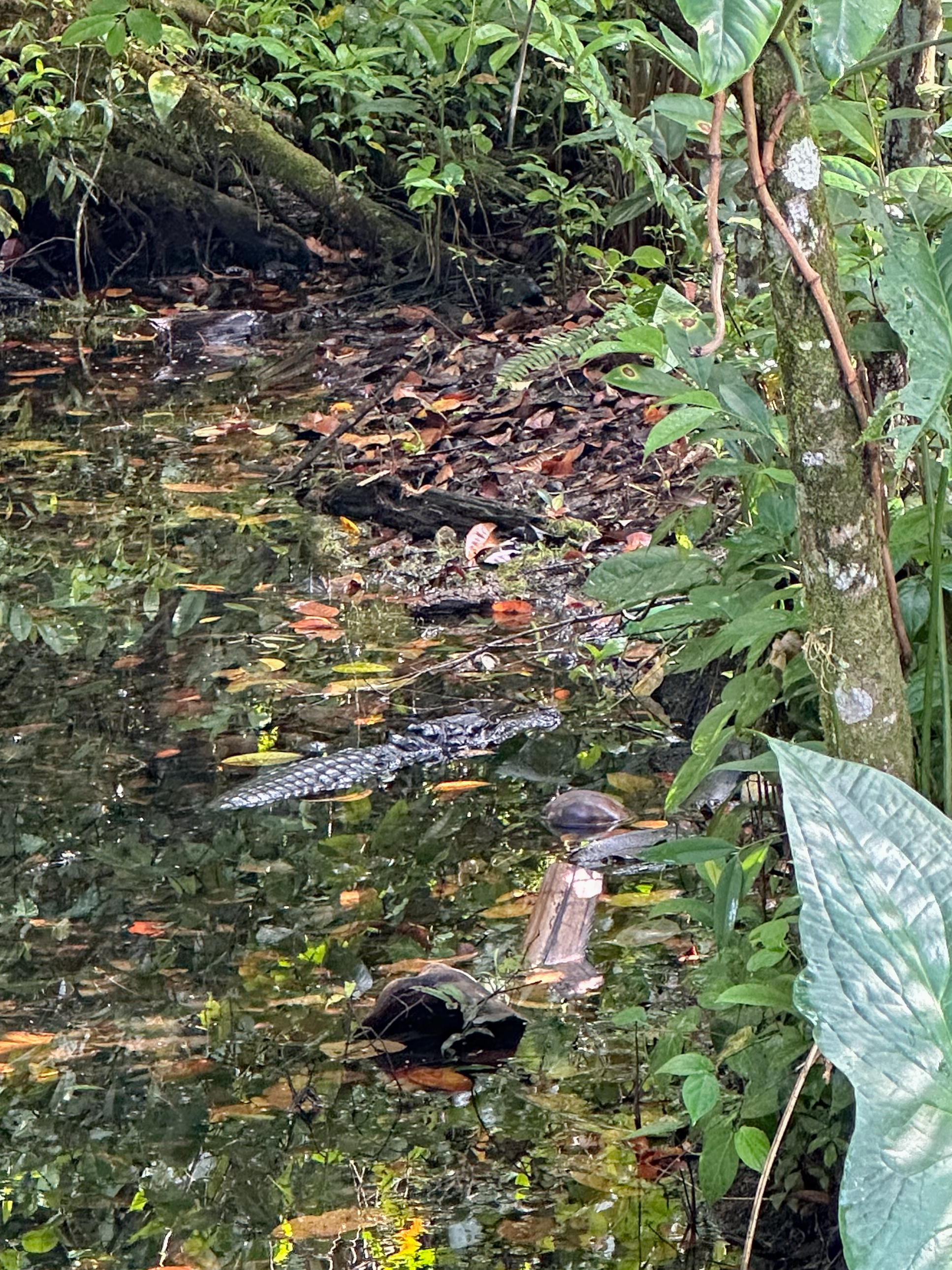 Caiman in Panama mangroves, wildlife by the lagoon