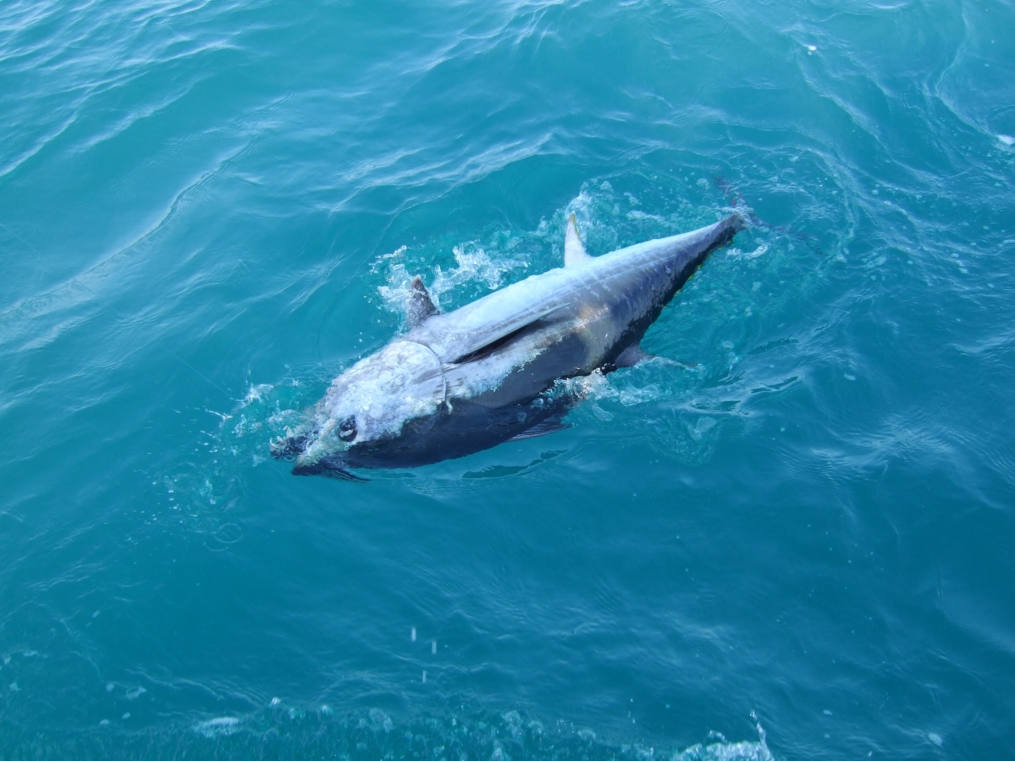 Tuna at boat side, offshore sport fishing